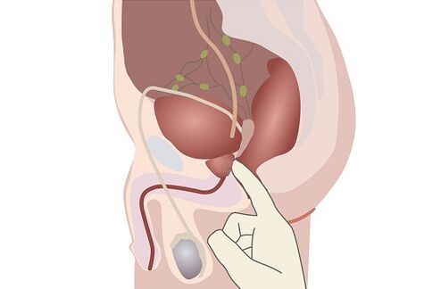 anatomia della prostata maschile